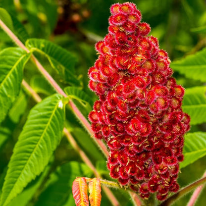 Staghorn Sumac Flower Seeds