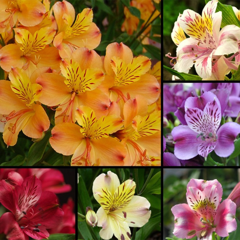Alstroemeria Mix Flower Seeds