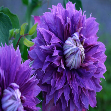 Double Purple Clematis Flower Seeds
