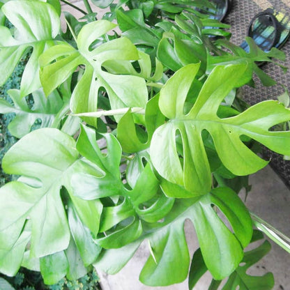 Mini Monstera Plant Seeds for Planting – Heirloom, Non-GMO, Easy to Grow, Tropical Vine