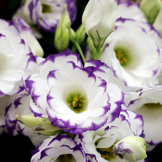 Lisianthus Prairie Gentian Flower Seeds