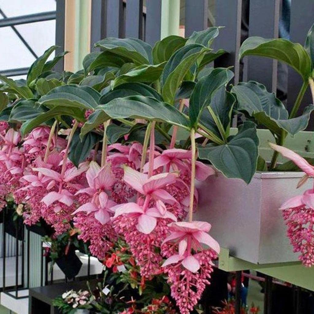 Medinilla-Blumensamen zum Pflanzen – Pflegeleicht, Erbstück- und GVO-freie Samen für den Hausgarten