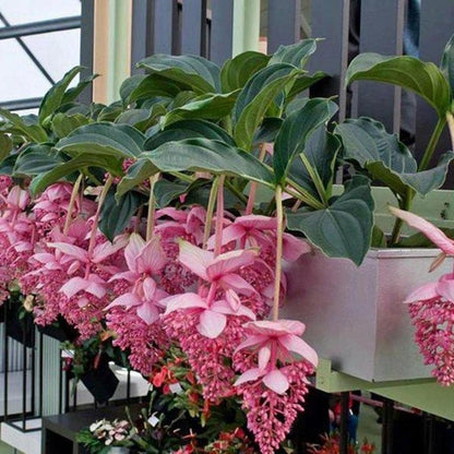Medinilla-Blumensamen zum Pflanzen – Pflegeleicht, Erbstück- und GVO-freie Samen für den Hausgarten