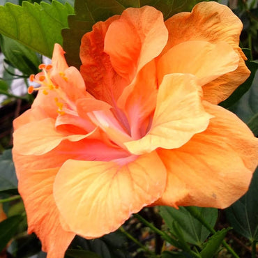 Double Orange Yellow Hibiscus Flower Seeds