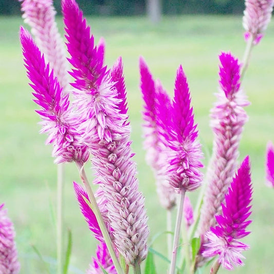 Flamingofederblumensamen (Celosia Spicata)