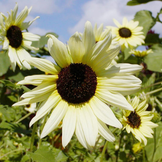Ice Sunflower Seeds (Helianthus Annuus) Flower Seeds