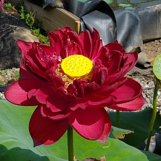 Red Lotus Seeds (Red Sacred Lotus) - Vibrant Aquatic Flower for Garden Ponds
