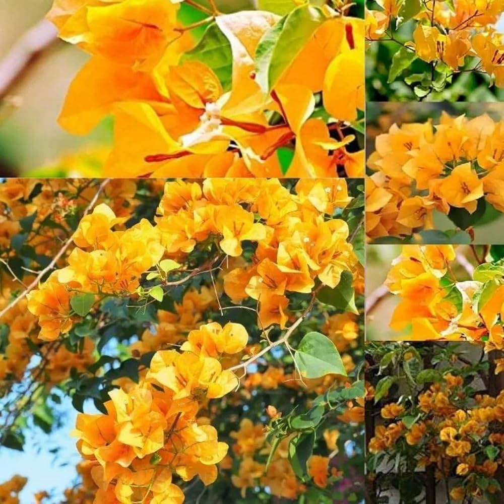 Bougainvillea Gelb-Lila Blütensamen zum Pflanzen – Kompakter Wuchs, Erbstücksamen & GVO-freie Samen für den Hausgarten