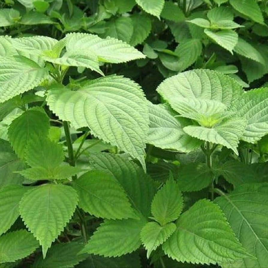Elsholtzia Ciliata Herb Seeds