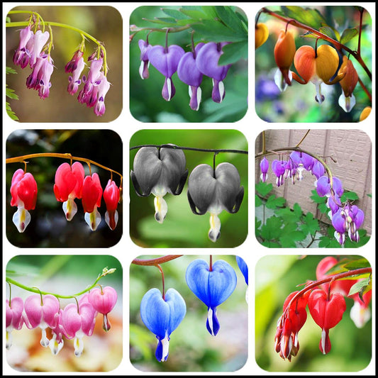Mixed Bleeding Heart Seeds (Dicentra Spectabilis)