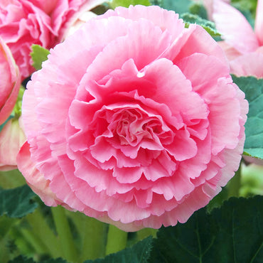 Ruffled Pink Begonia Flower Seeds