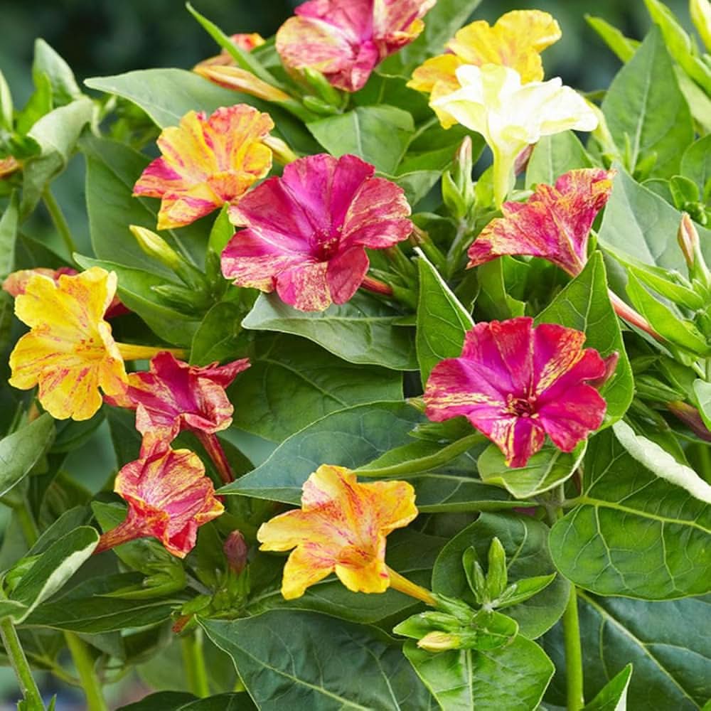 Mixed Mirabilis Jalapa Flower seeds for Planting - Bright Blooms, Heirloom & GMO Free Seeds for Home Garden