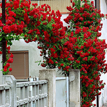 Don Juan Climbing Rose - Vibrant & Fragrant Red Roses for Trellises