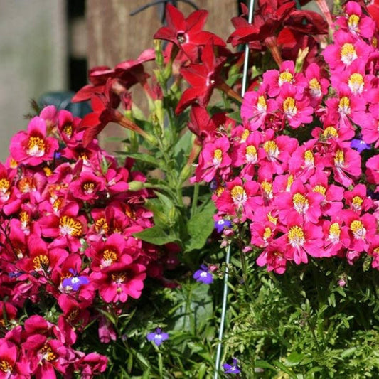 Poor Man's Orchid Flower Seeds