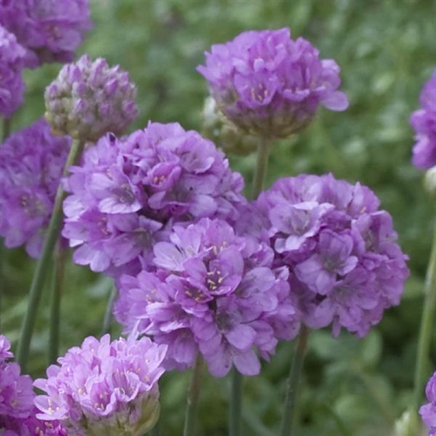 Ballerina Lilac Armeria Pseudarmeria Flower Seeds