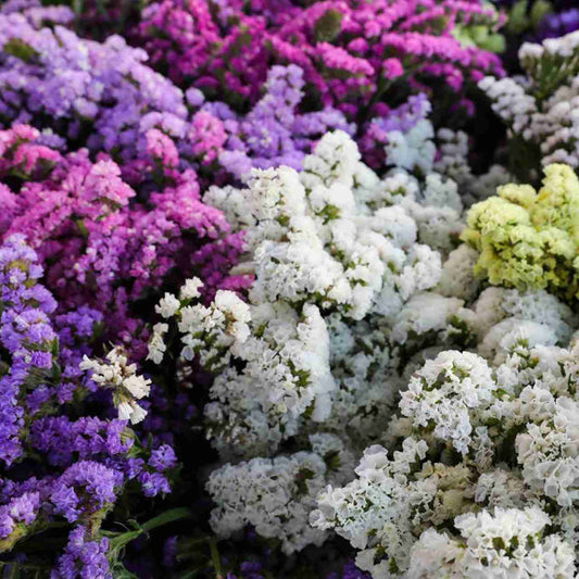 Statice Limonium Flower Seeds