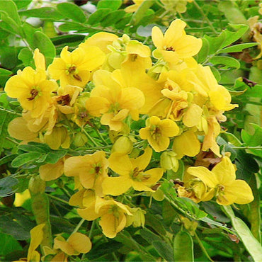Silver Cassia Flower Seeds