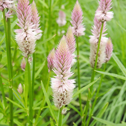 Celosia 'Flamingo Feather' Flower Seeds