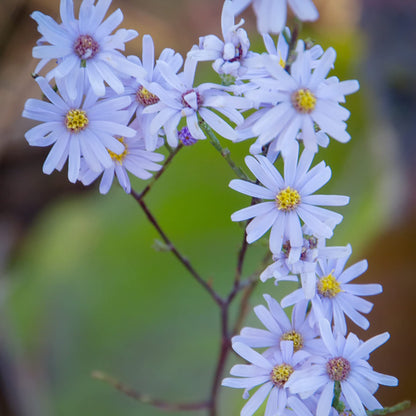 Sky Blue Aster Flower Seeds