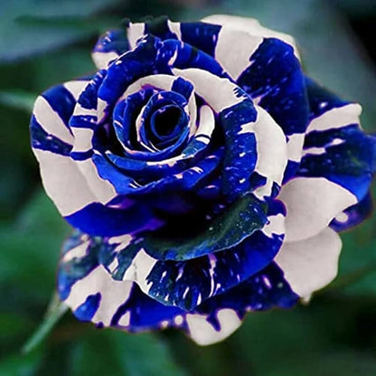 Dragon Rose Bush Flower Seeds