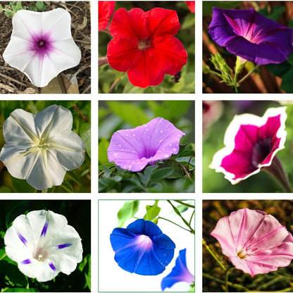 Mixed Colors Morning Glory Flower Seeds