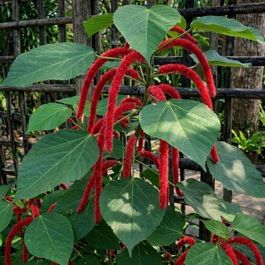 Monkey Tail Flower seeds for Planting - Premium Quality, Heirloom & GMO Free Seeds for Home Garden