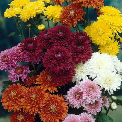 Chrysanthemen-Blumensamen