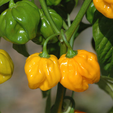 Habanero Mustard Pepper Seeds for Planting – Heirloom, Non-GMO, Hot Variety, Annual