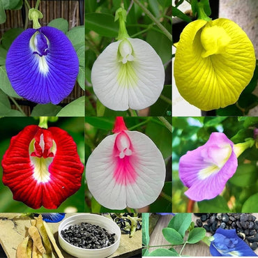 Mix Ternatea Flower seeds for Planting - Hardy Variety, Heirloom & GMO Free Seeds for Home Garden
