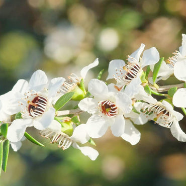 Manuka Tea Flower Seeds