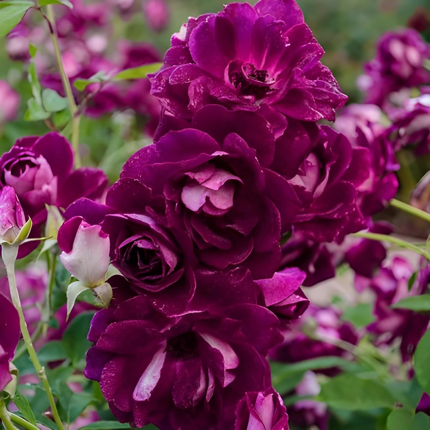 Burgundy Climbing Rose Flower Seeds