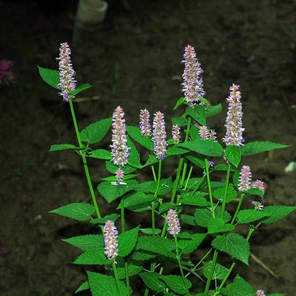 plant with aromatic seeds Pogostemon Cablin Herb Seeds for Planting – Heirloom, Non-GMO, Easy to – Pure Asia Seeds