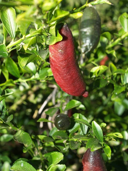 Semillas de la fruta de lima de dedo rosado