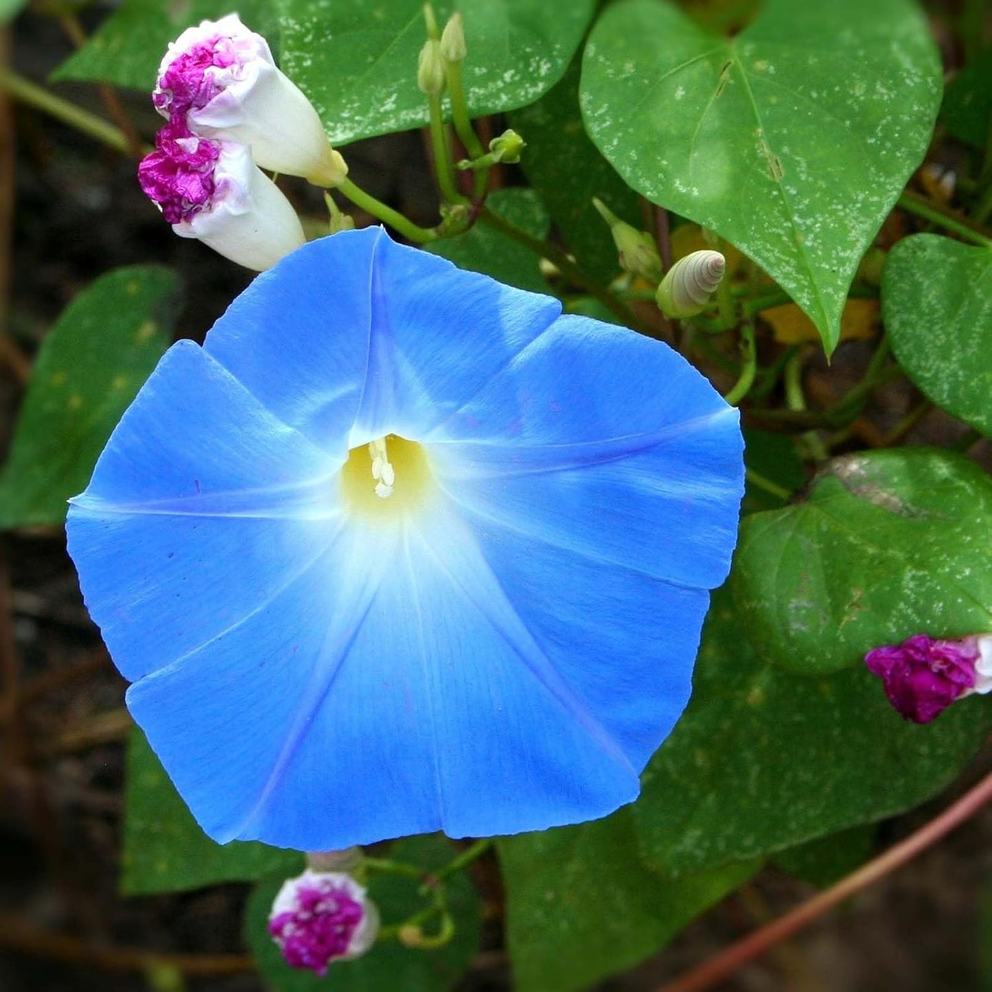 Heavenly Blue Ipomoea Flower Seeds