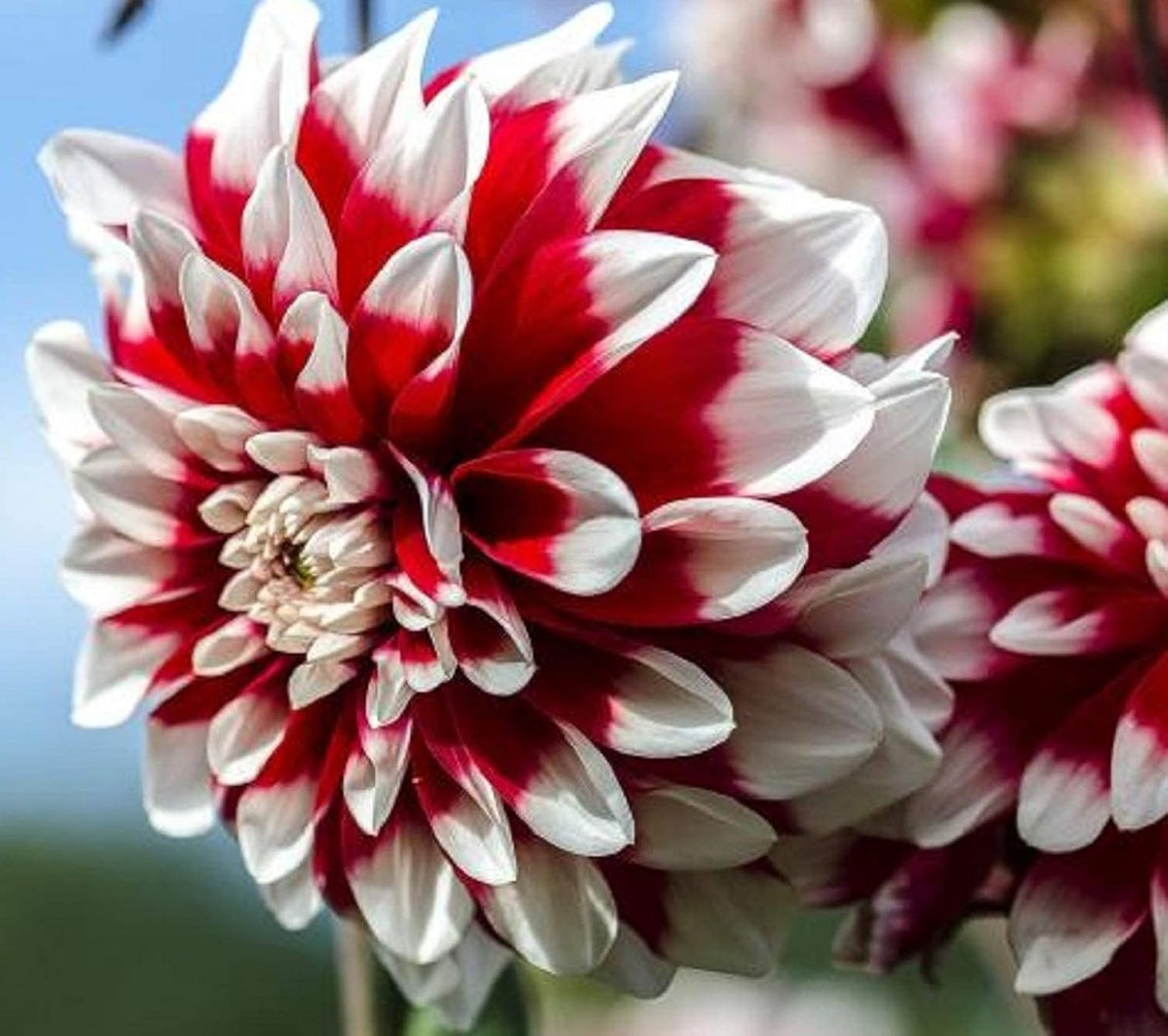 White and Red Chrysanthemum Flower seeds for Planting - Fragrant Blossoms, Heirloom & GMO Free Seeds for Home Garden
 
 Sale seeds for planting in home garden