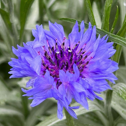 Bachelor Buttons Seeds – Deep Purple Cornflower`
