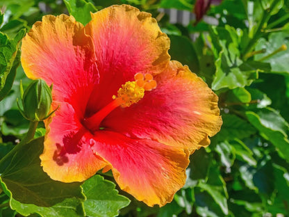 Red Yellow Hibiscus Flower Seeds