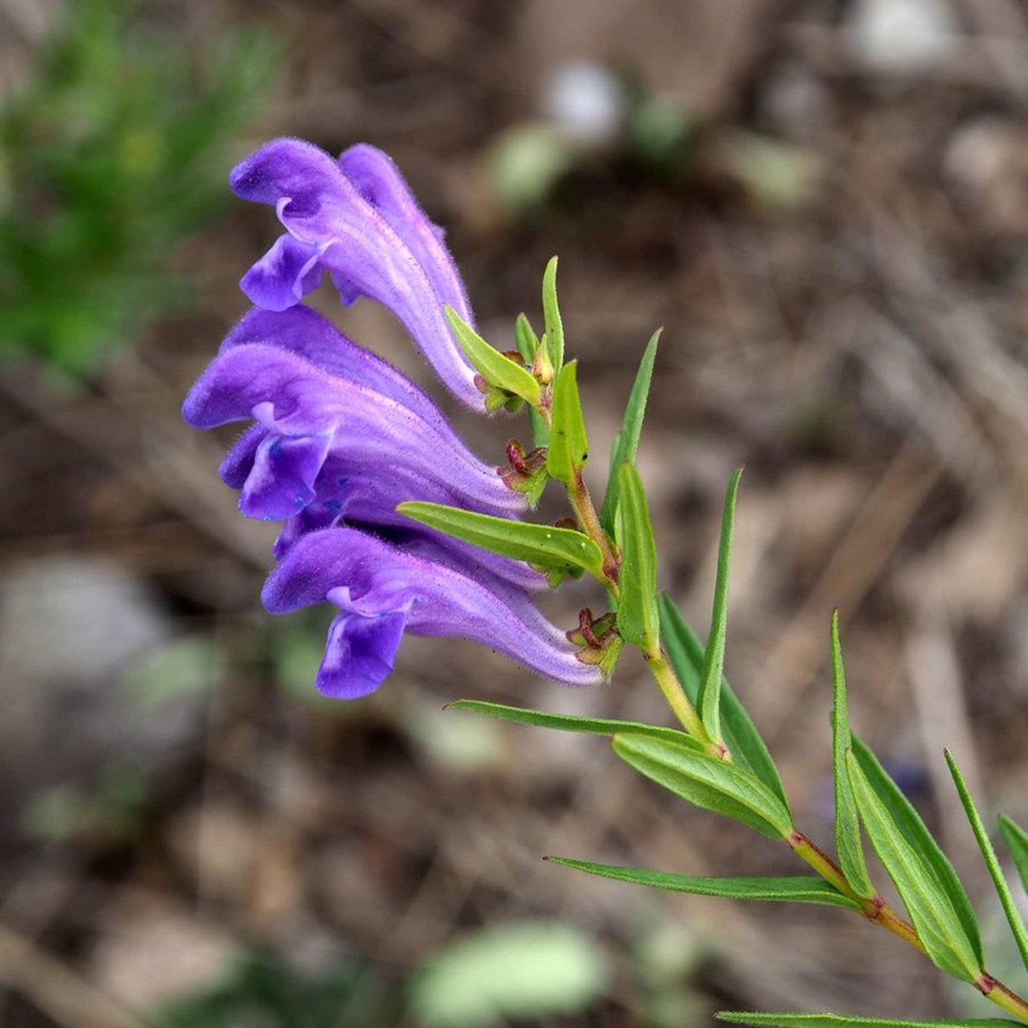 Graines d'herbe de Scutellaria Baicalensis
