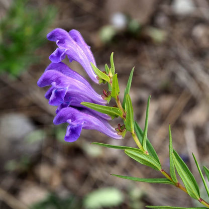 Graines d'herbe de Scutellaria Baicalensis