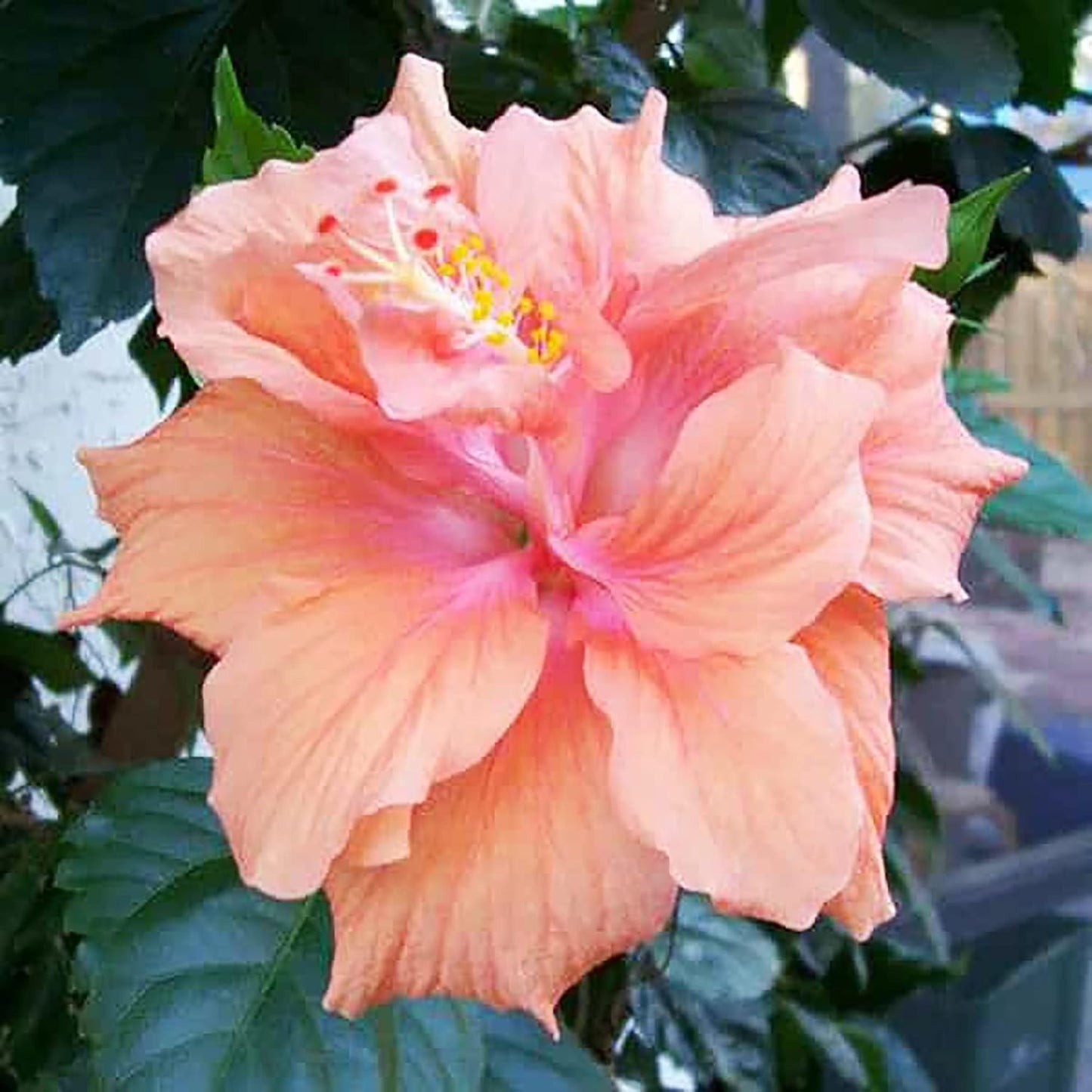 Double Pink Orange Hibiscus Flower Seeds