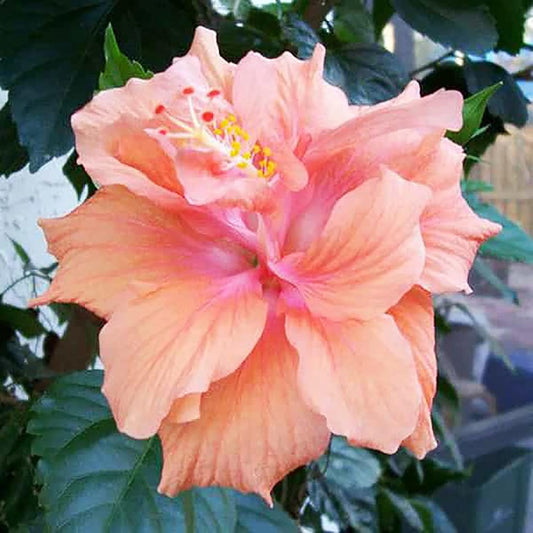 Double Pink Orange Hibiscus Flower Seeds