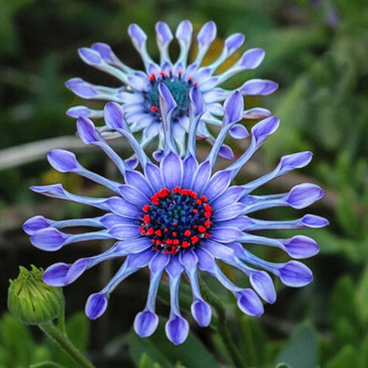 Blue Daisy Flower Seeds