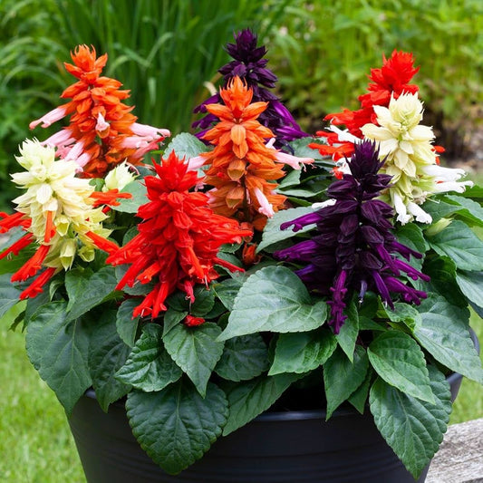 Salvia Flower seeds for Planting Seasonal Bloomer Heirloom & GMO Free Seeds for Home Garden