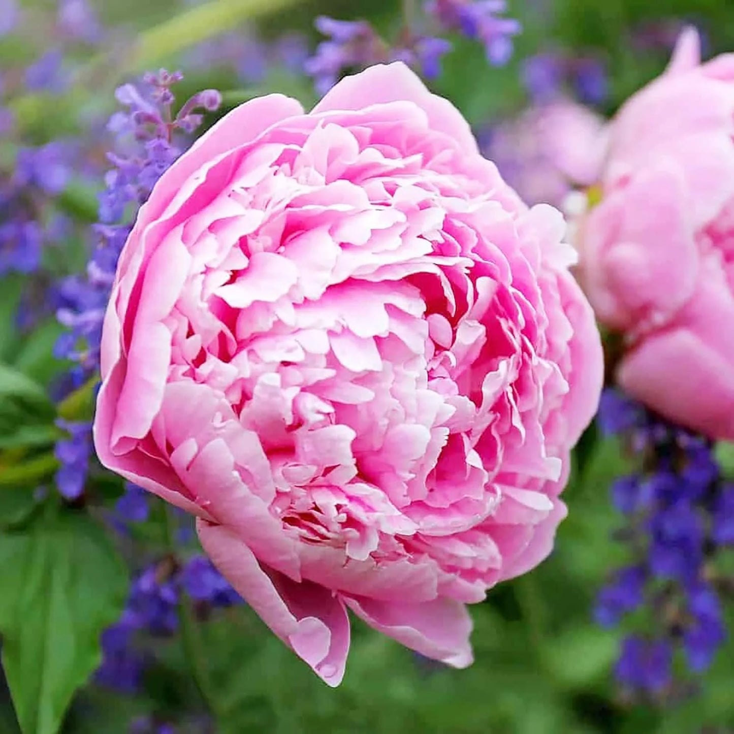 Peony Flower Seeds