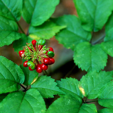 Semi di Erba di Ginseng Americano