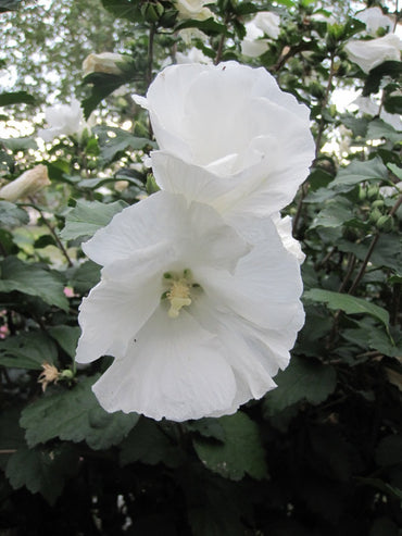 White Rose of Sharon Flower Seeds