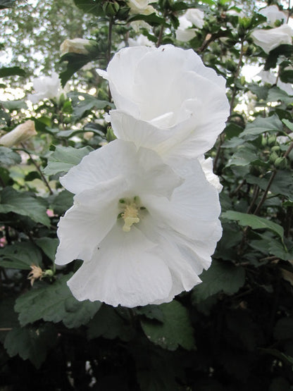 White Rose of Sharon Flower Seeds