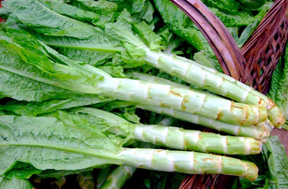Asparagus Lettuce Celtuce Vegetable Seeds