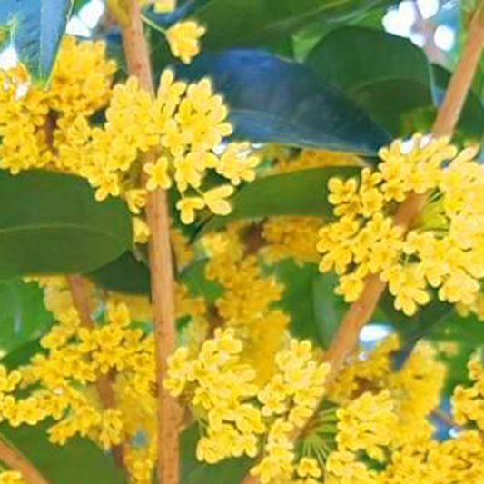 Sweet Osmanthus Flower Seeds
