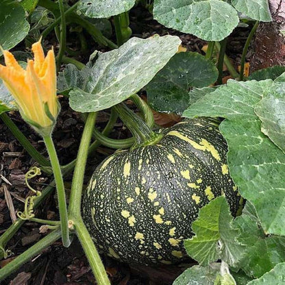 プエルトリコ産パンプキン野菜の種